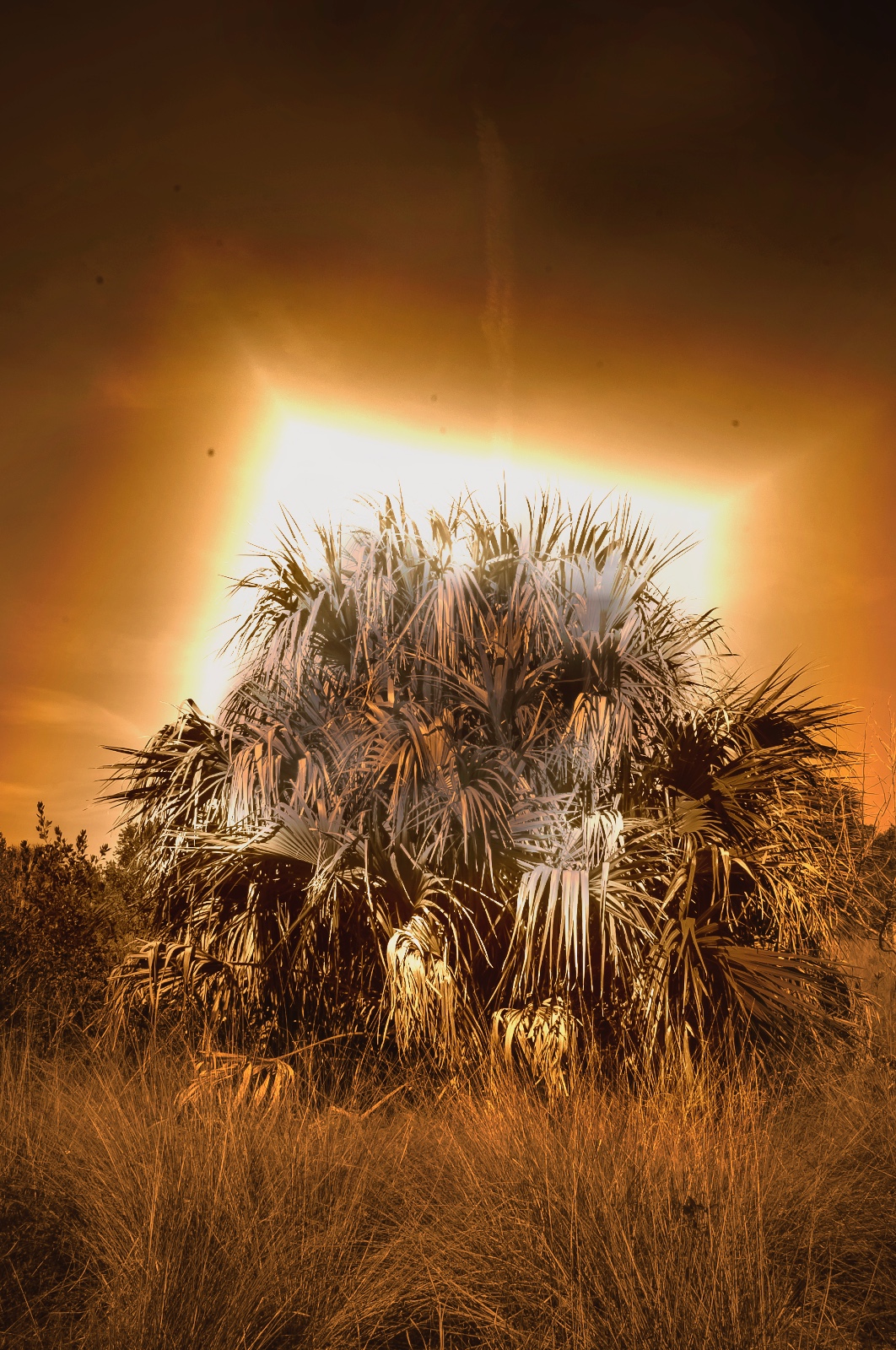 Palmetto